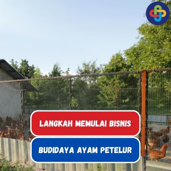 7 Langkah Memulai Bisnis Budidaya Ayam Petelur